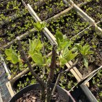 Hortenzia metlinatá (Hydrangea paniculata) ´LIVING INFINITY´® by LIVING CREATIONS® výška 20-30 cm, kont. C1,5L